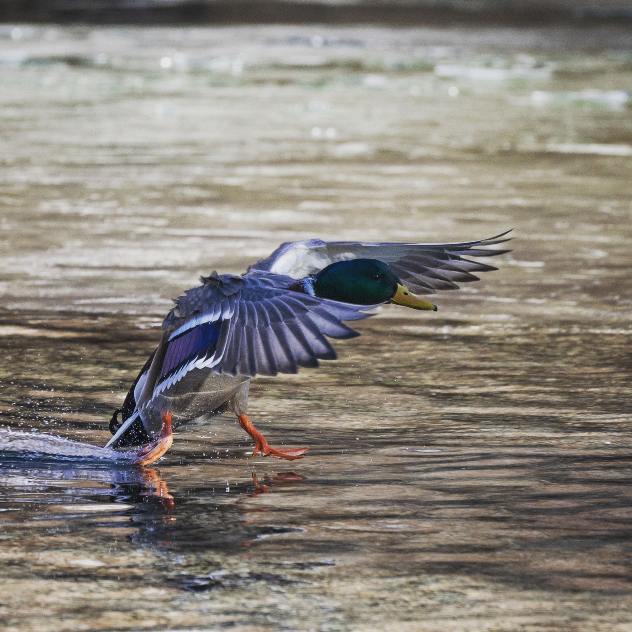 Stockente Erpel Mallard (Anas platyrhynchos)